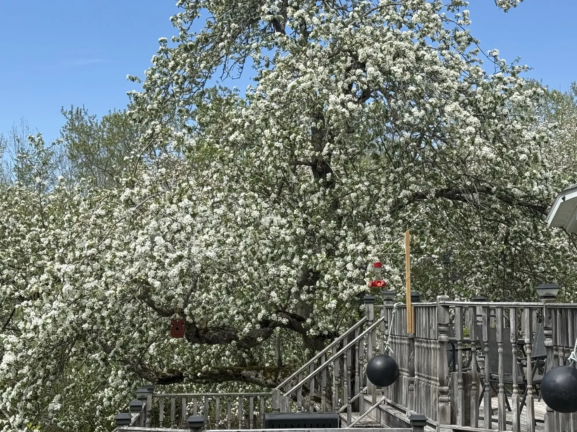 A large tree in white spring blossom beside the lodge's weathered deck