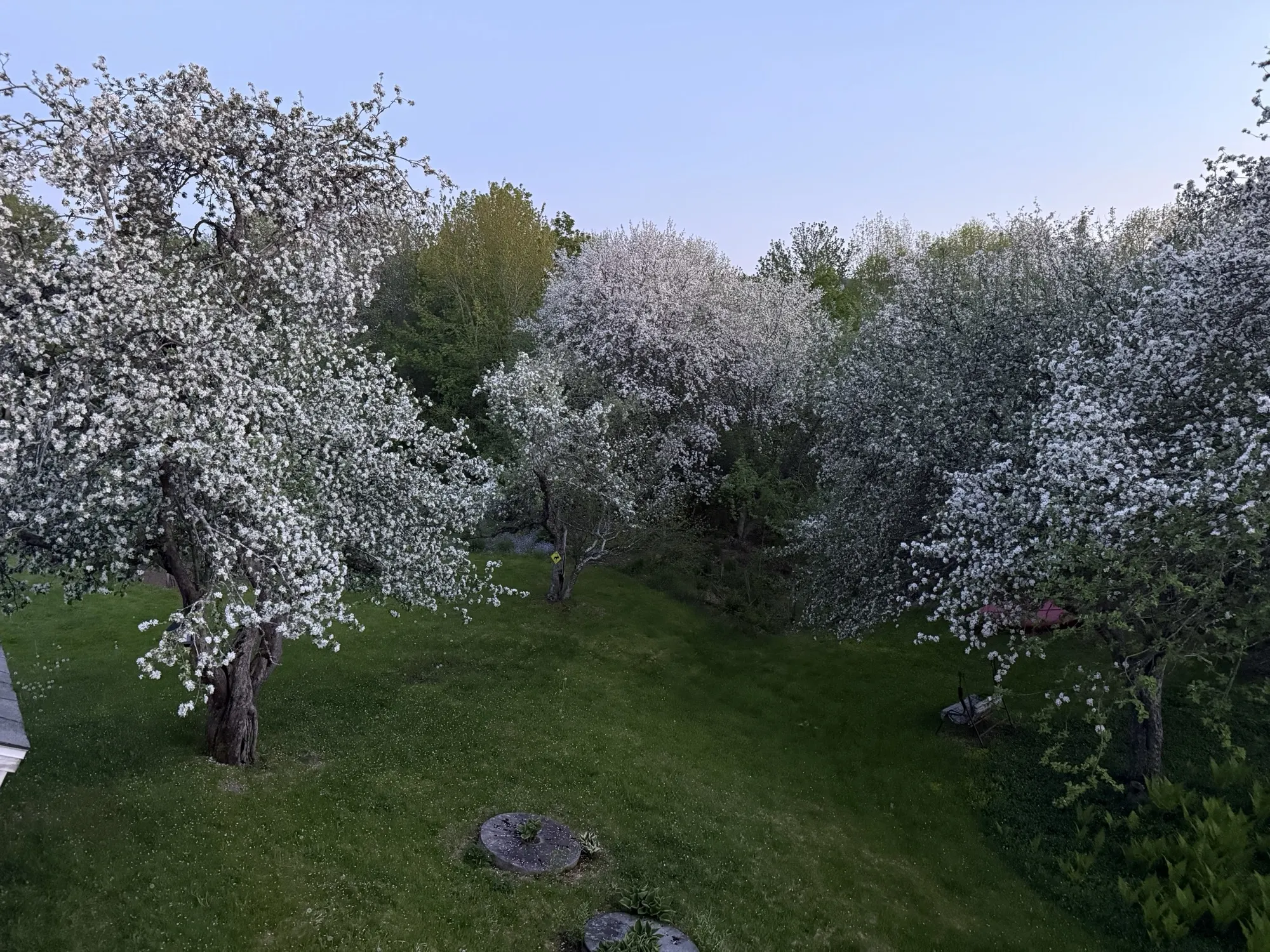 Blossoming orchard trees across the lawn in soft evening light