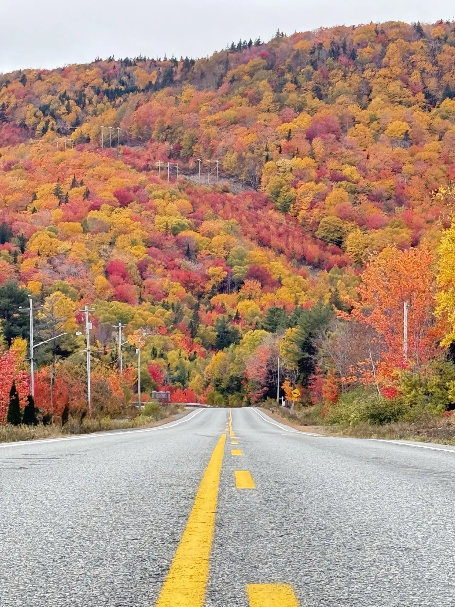 A quiet road heading toward a hillside ablaze with autumn colour