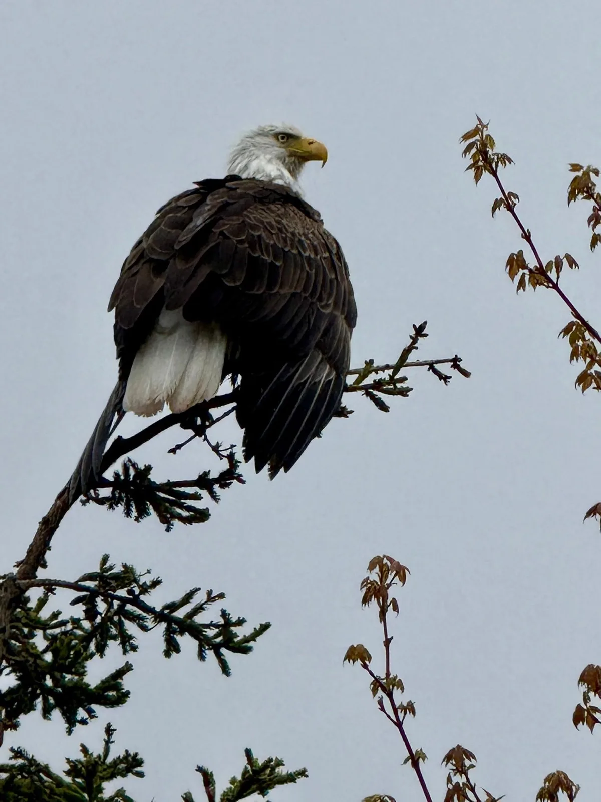 A bald eagle perched in a tree overlooking the Cape Breton highlands